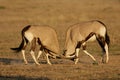 Gemsbok fighting, Kalahari desert