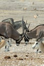 Gemsbok Fighting in Namibia Royalty Free Stock Photo