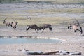 Gemsbok fighting at waterhole