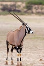 The gemsbok or gemsbuck Oryx gazella in the desert. Oryx in the dry desert river