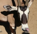 Gemsbok or gemsbuck (Oryx gazella)