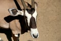 Gemsbok or gemsbuck (Oryx gazella)