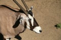 Gemsbok or gemsbuck (Oryx gazella)