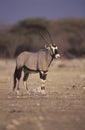 Gemsbok or Gemsbuck, Oryx gazella Royalty Free Stock Photo