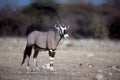 Gemsbok or Gemsbuck, Oryx gazella Royalty Free Stock Photo