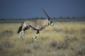 Gemsbok or Gemsbuck, Oryx gazella Royalty Free Stock Photo