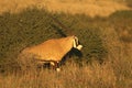 The gemsbok or gemsbuck Oryx gazella is walking from bush to grassland during sunrise in beautiful morning light in the desert Royalty Free Stock Photo