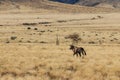 Gemsbok or gemsbuck oryx walking in field