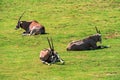 The gemsbok, gemsbuck or South African oryx (Oryx gazella)