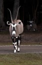 Gemsbok, Gemsbuck or South African Oryx gazella is a large antelope from Southern Africa