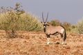 The gemsbok, gemsbuck or South African oryx.