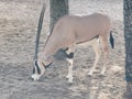 The gemsbok, gemsbuck or South African oryx is a large antelope in the genus Oryx.