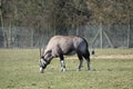 Gemsbok - Marwell Zoo