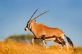 Gemsbok with golden grass. Gemsbuck, Oryx gazella, large antelope in nature habitat, Nxai Pan, Botswana, Africa. Wild animals in Royalty Free Stock Photo