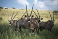 Gemsbok in the graze lands