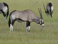 Herd of Oryx Royalty Free Stock Photo