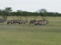 Herd of Oryx Royalty Free Stock Photo