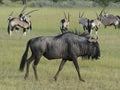 Wildebeest with a Herd of Oryx Royalty Free Stock Photo