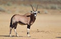 Gemsbok in the Kalahari desert