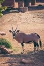 The gemsbok is a large antelope in the Oryx genus. Outdoors. Vintage picture style..