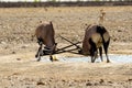 Gemsbok locking horns in a fight Royalty Free Stock Photo