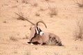 Gemsbok with malformed horn Royalty Free Stock Photo