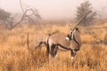 Gemsbok in mist