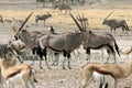 Gemsbok in Namibia Royalty Free Stock Photo