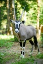 Gemsbok