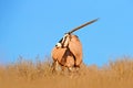 Gemsbok with orange pink sand dune evening sunset. Gemsbuck, Oryx gazella, large antelope in nature habitat, Sossusvlei, Namibia.