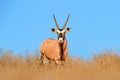 Gemsbok with orange pink sand dune evening sunset. Gemsbuck, Oryx gazella, large antelope in nature habitat, Sossusvlei, Namibia. Royalty Free Stock Photo