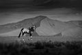 Gemsbok with orange sand dune evening sunset. Gemsbuck, Oryx gazella, large antelope in nature habitat, Sossusvlei, Namibia. Wild Royalty Free Stock Photo