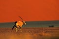 Gemsbok with orange sand dune evening sunset. Gemsbuck, Oryx gazella, large antelope in nature habitat, Sossusvlei, Namibia. Wild Royalty Free Stock Photo