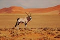 Gemsbok with oraqnge sand dune evening sunset. Gemsbuck, Oryx gazella, large antelope in nature habitat, Sossusvlei, Namibia. Wild Royalty Free Stock Photo