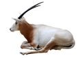 Gemsbok oryx