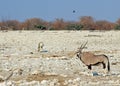 Gemsbok Oryx against a natural rocky outcrop