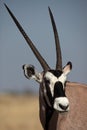 Gemsbok oryx antelope close-up Royalty Free Stock Photo