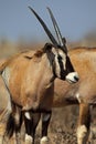 Gemsbok oryx calf, Kalahari desert Royalty Free Stock Photo