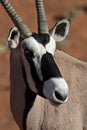 Gemsbok oryx close-up