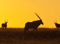 Gemsbok (Oryx) - Damaraland - Namibia Royalty Free Stock Photo