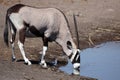 Gemsbok oryx drinking Royalty Free Stock Photo