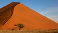 Gemsbok Oryx at Dune 45, Sossusvlei, Namibia