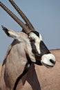 Gemsbok oryx, Etosha, Namibia