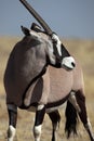 Gemsbok oryx, Etosha NP, Namibia Royalty Free Stock Photo