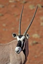 Gemsbok oryx in front of red desert dunes