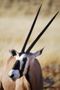 Gemsbok (Oryx gazella) Royalty Free Stock Photo