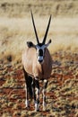 Gemsbok (Oryx gazella)