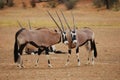 Gemsbok (Oryx gazella)