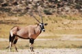 Gemsbok (Oryx gazella)