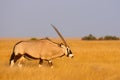 Gemsbok, Oryx gazella, in the African savannah